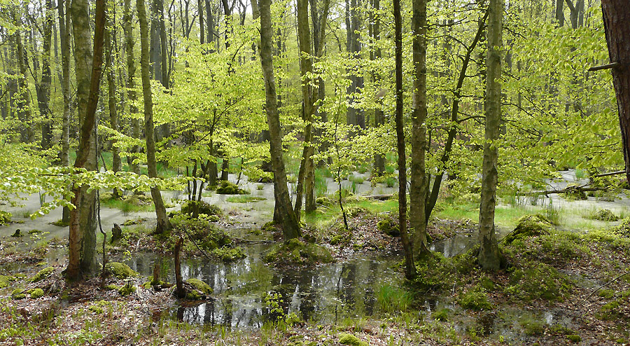 Darßwald
