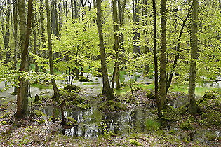 Darßwald